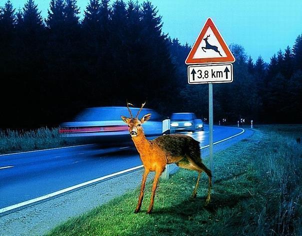 Nach Wildwechsel-Schildern Fahrbahnränder im Auge behalten -Tiere treten meistens in Rudeln auf. Foto: Auto-Reporter/ADAC